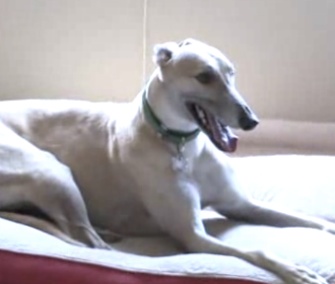 Clobber, a Greyhound, alerted his owner to a gas leak in their home.