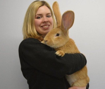 Atlas, a continental giant rabbit, is only 7 months old and has more growing to do.