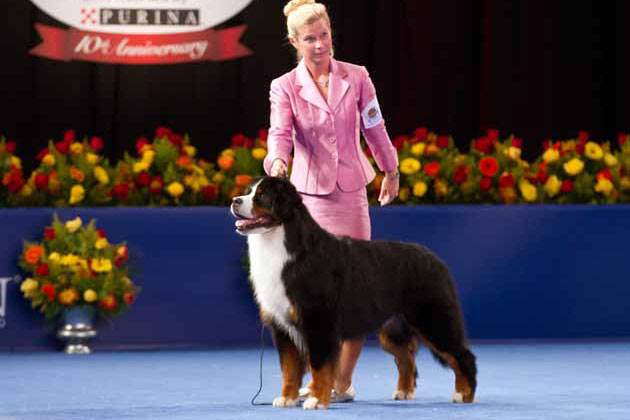 westminster bernese mountain dog