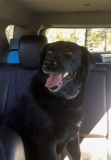 Reporter finds missing dog