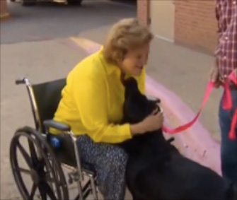 Mabel, a rescue Lab, helped come to the rescue of her owner after a terrible fall that broke her pelvis.