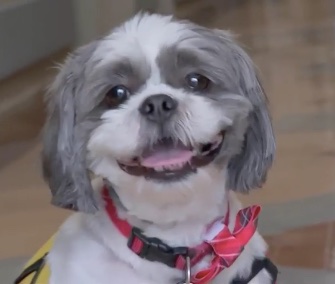 Buddy the Shih Tzu brings smiles and love to the ICU patients he visits regularly.