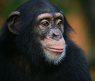 Chimpanzee
