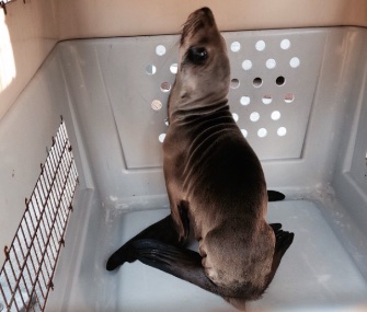 Percevero, a sea lion yearling, was rescued from a busy road in San Francisco.