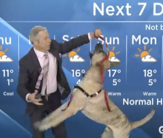 Canadian weatherman Mike Sobel's report was upstaged by Ripple, a playful shelter dog who joined him on the set last week.