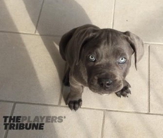 Derek Jeter's puppy Kane is about 10 weeks old in this picture.