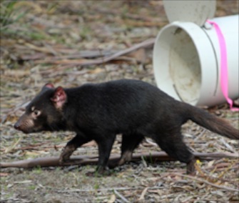 Twenty Tasmanian devils treated with a new vaccine were released into the wild Saturday.