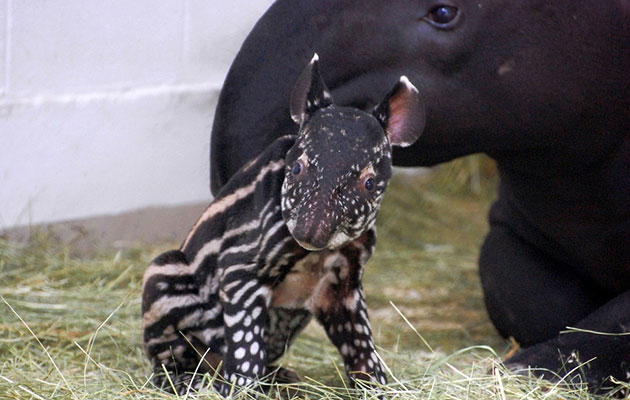 Dumadi, a Malaysian tapir, needed CPR just after his birth at the Denver Zoo in September.