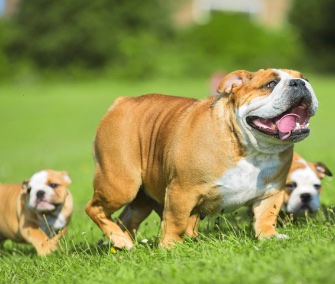 Bulldog and puppies