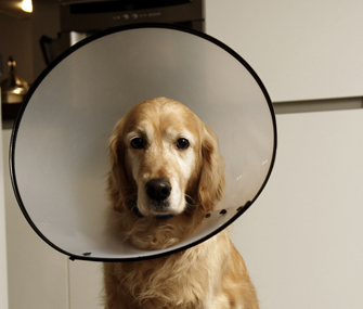 dog cone collar