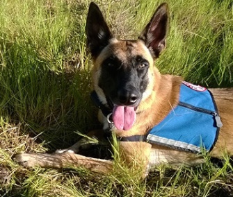 Brin, a 2-year-old Belgian Malinois, detects endangered geometric tortoises for a conservation group in South Africa.