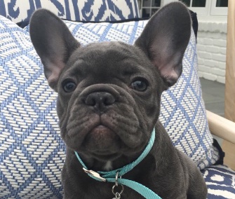 Reese Witherspoon introduced her new puppy, Pepper, to her social media fans.