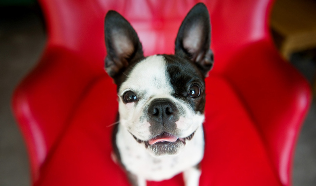 one eyed boston terrier