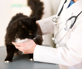 Vet examining cat