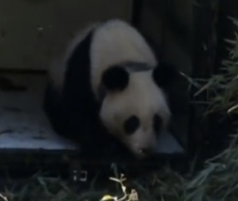 Zhang Xiang, who was raised in captivity, was released into a protected wild area in China.